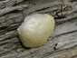 Hamis pöfeteg (Reticularia lycoperdon), Duna-part